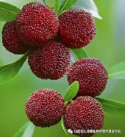 蜡莓