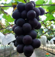 BeizhenJufeng Grape
