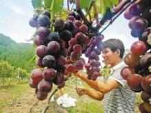 去年，刘景春的葡萄有一个好收成。