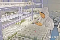 福建园艺公司工作人员检查肉质植物组织培养幼苗