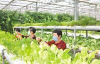 河北省邯郸市吉泽县现代农业园的工作人员正在管理和保护蔬菜。