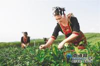 海南天然茶叶公司的工人在白石李自治区陨石陨石坑区的有机茶园聚集茶。照片作者邓宇，Hainan记者日报