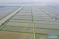 广州南沙现代农业产业集团旗下南沙渔业产业园。